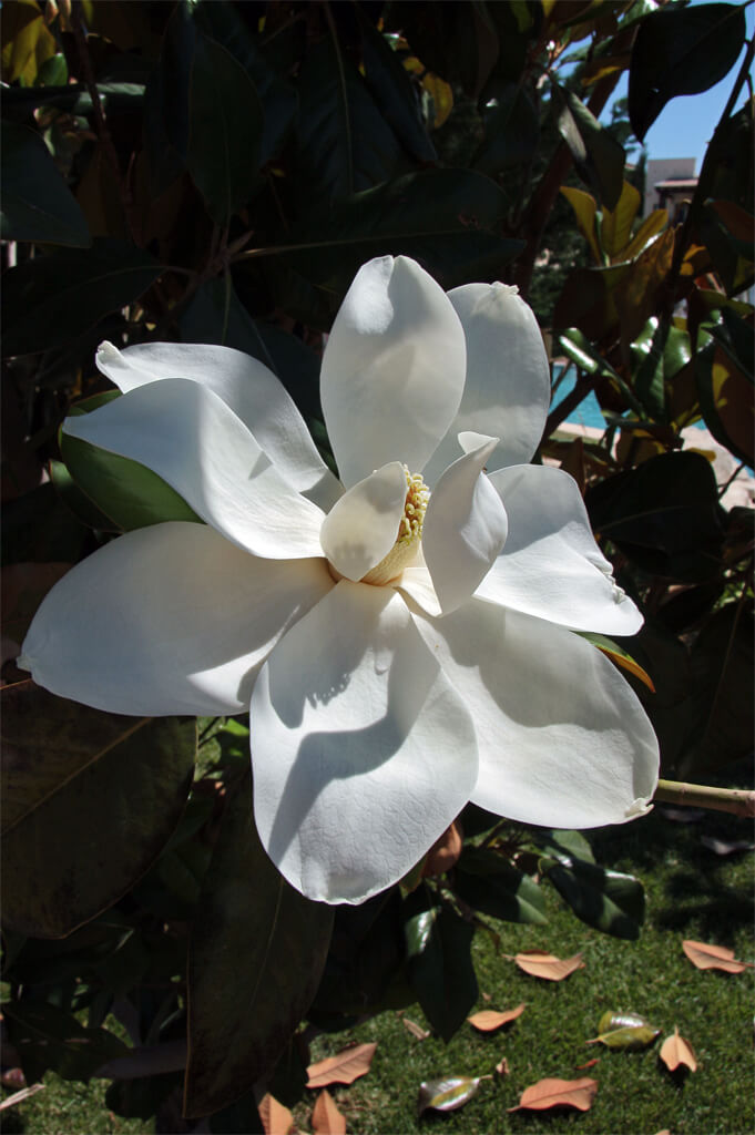 Magnolia Grandiflora Giant Evergreen Magnolia For Sale Red Panda Nursery Magnolia Grandiflora Giant Evergreen Magnolia For Sale Red Panda Nursery